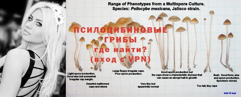 Псилоцибиновые грибы GOLDEN TEACHER  маркетплейс как зайти  Бутурлиновка  купить  